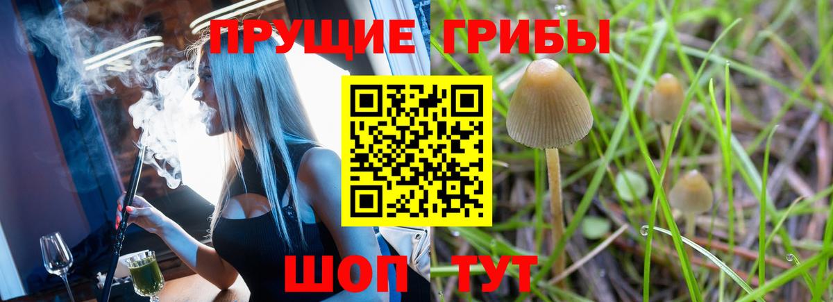 Псилоцибиновые грибы Cubensis Майкоп